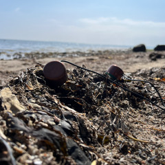 Amphipods in sea wrack