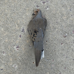 Boy Harsher - Fee Lion