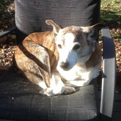 黑野狗 (perfect.BEAT)