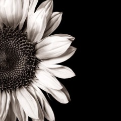 radio verds <> nov24 playlist