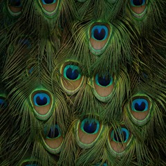 Majesty