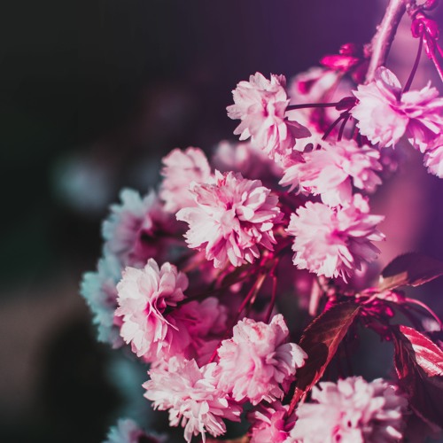 Stream Love Me Love Me Not From In Pieces By Carmen Finzel Listen Online For Free On Soundcloud