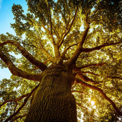 oak