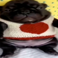 wash my bellay