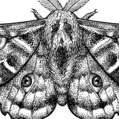 lord of speed - schmetterling