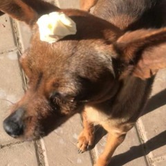 Pes s máslem na hlavě (DnB MIX)