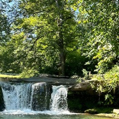 With The Trees
