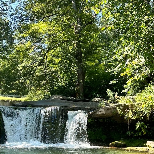 With The Trees