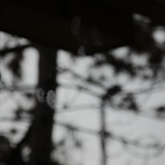 The Spectral Light - Teeth