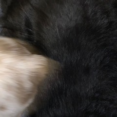 Superbad (prod. Trees)