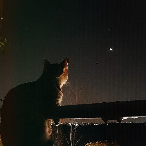 Moonfeather