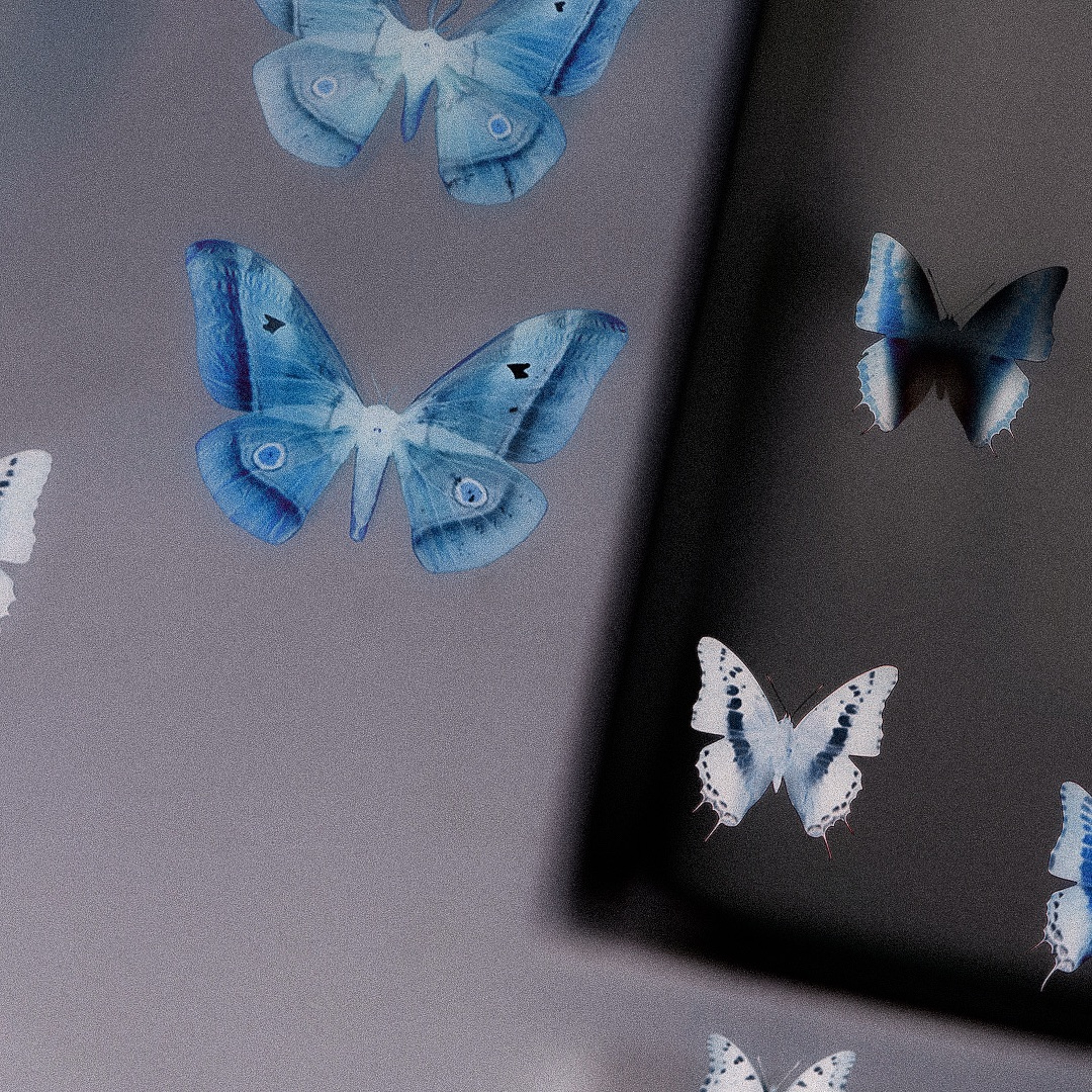 Papillon (free dowload) episode artwork