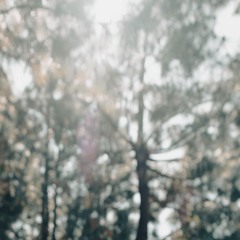 everywhere , everything {pekarot}