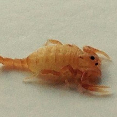scorpion baby