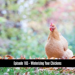 Episode 165 - Winterizing Your Chickens