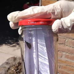 Marcos Arezo - Salud solicita tomar precaución ante aparición de vinchucas en días cálidos