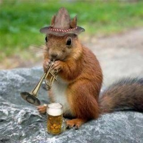 Squirrel Politics