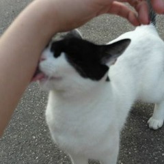 cabo frio (fdt covers)