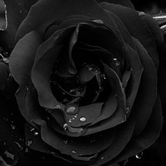 Black Rose