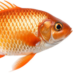 NO HABLES MAS DE MI - no mix no master - maqueta