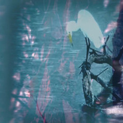 Wetland Soundscapes Intro