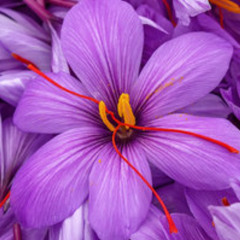 Water - Meadow Saffron