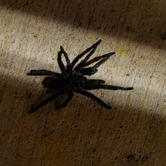 Straight Out The Jungle