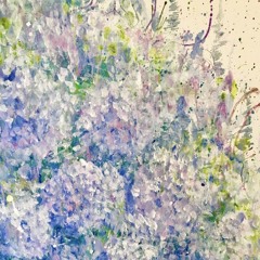 紫陽花 (Hydrangea)
