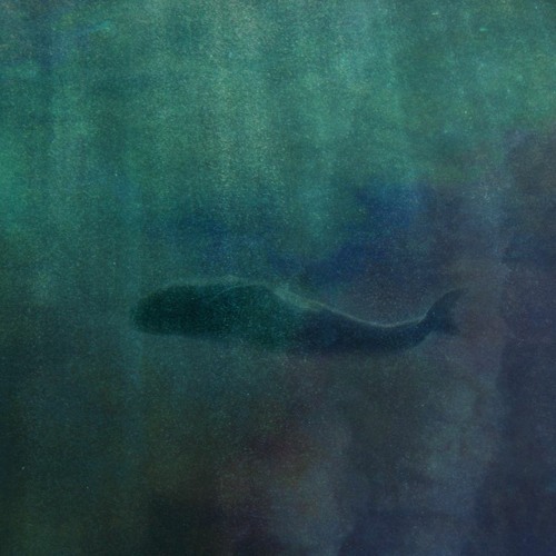 Brombaer & Phole - Little Whale