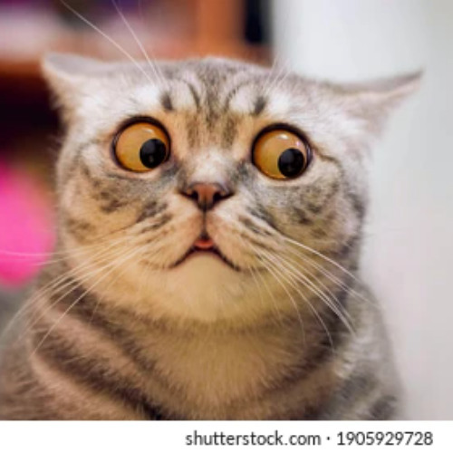 Where is my Cat