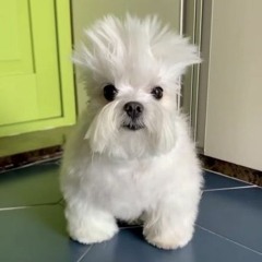 dystans (prod. miler)