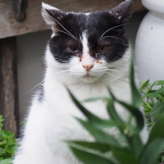 emo (cover of cover)