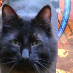 I AM NOT YOUR HUMAN CAT BED no lyrics version