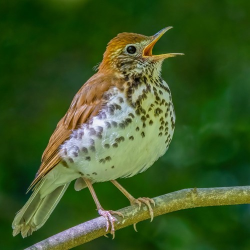 Wood Thrush