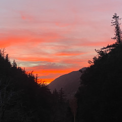 bird on the wire - leonard cohen