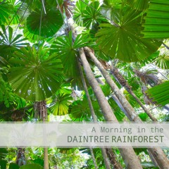 A Morning in  the Daintree Rainforest - Album Sample