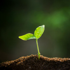 Unser Herz ist der Grund (DEU + ENG)