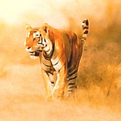 Tigrinyan Tiger.wav