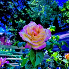 CANOTO & Kali Uchis - A Dismal Moonlight (ranunculi Mashup)