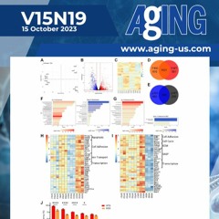 Senescence Program Modulated by BMAL1 via AP-1