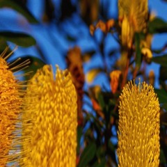 The Banksia Elders Gift Their Ancient Flame