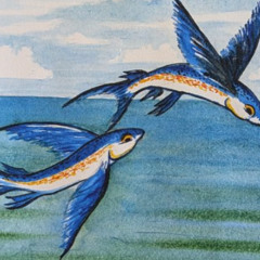 Flying Fishes