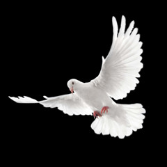 FORGIVE AND FLY HIGH