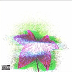 Ivy