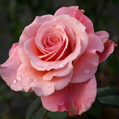 pink roses (prod. Devkeys)