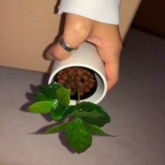 Coffea L.