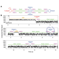 Nanopore Hairpin Signal (50x slower; modulated at 880Hz x 400)