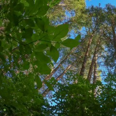 Amorphous - PSYBIENT PSYCHEDELIC AMBIENT PROGRESSIVE DUB CHILLOUT TRANCE