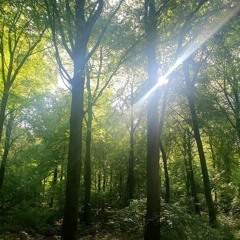Enchanted Forest