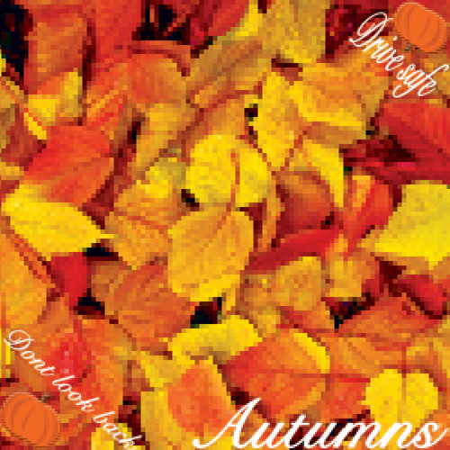 left for you p.typhelica